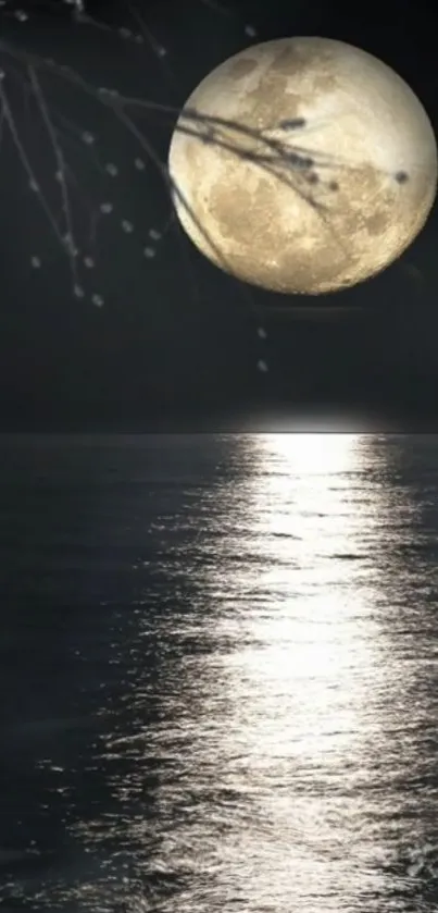 Full moon reflecting over calm ocean at night with tree branches.