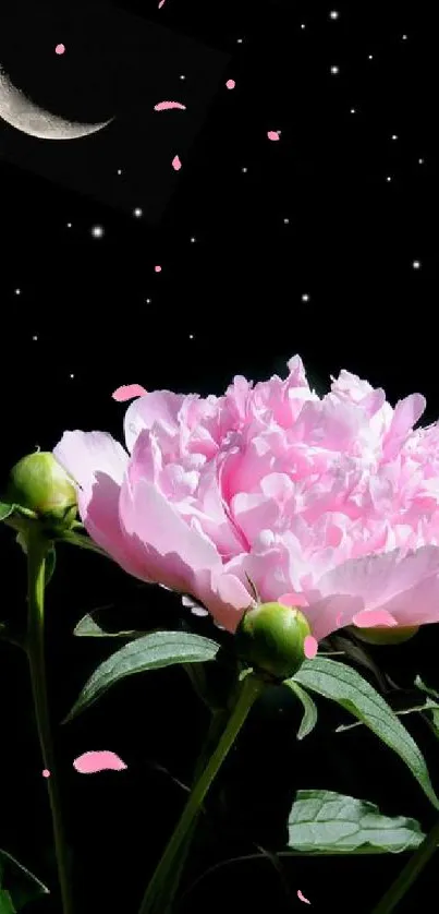 Pink peony with crescent moon in a starry night sky.