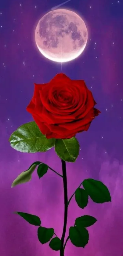 Red rose under a moonlit sky with stars and purple background.