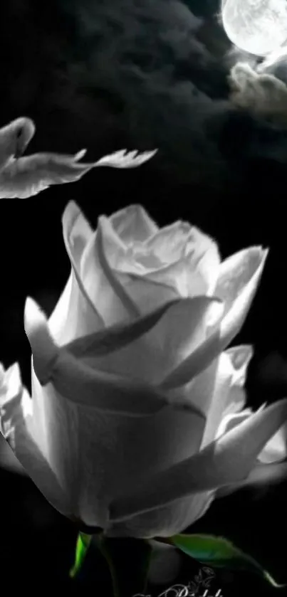 White rose and dove under moonlight in artistic wallpaper.