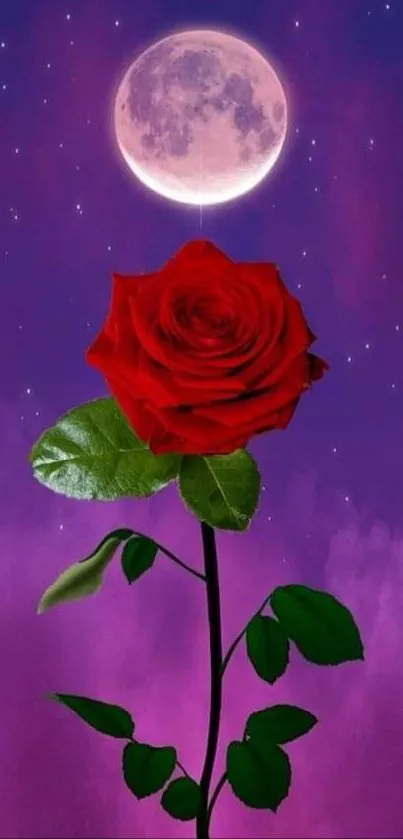 Red rose under moonlight against a purple sky.