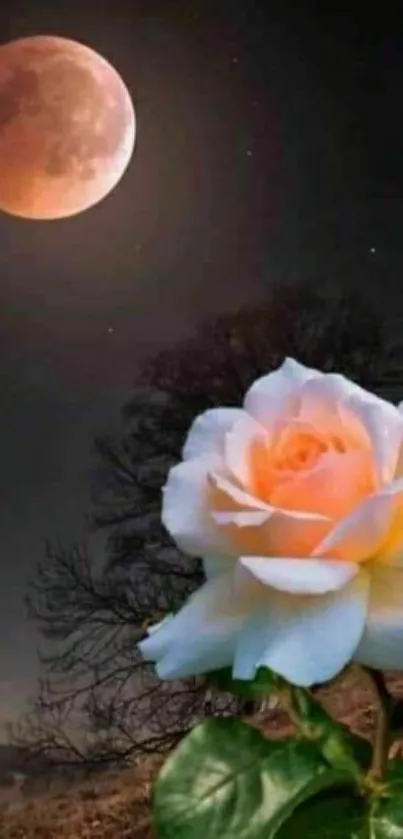 Moonlit scene with white rose and dark background.