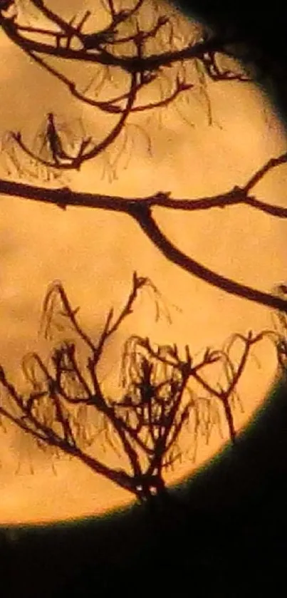 Moonlit night with tree silhouettes and a glowing moon.