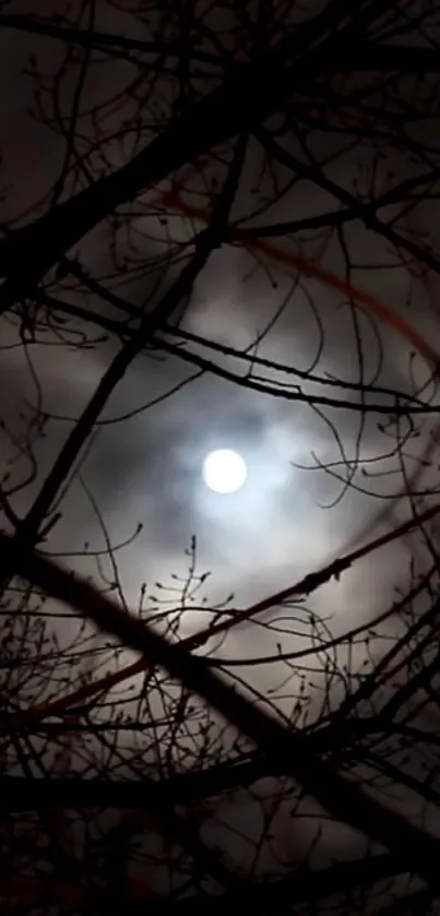 Branches silhouette against full moon in night sky.