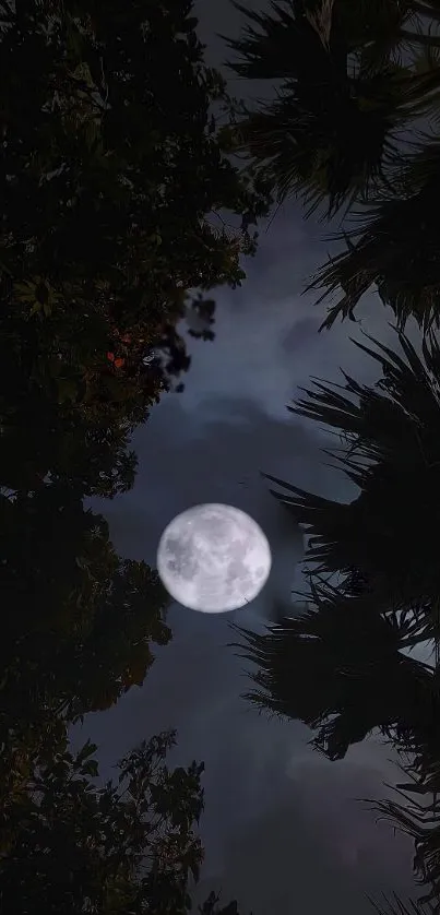 Full moon rising through silhouetted trees at night.