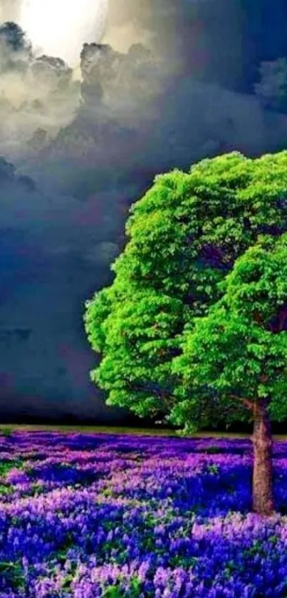 Moonlit tree and lavender field under dramatic sky.