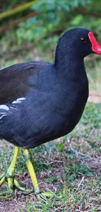 Moorhen standing on green grass in a natural setting.
