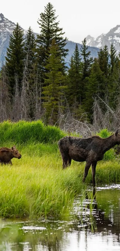 Moose with calf in lush green forest by a serene river.