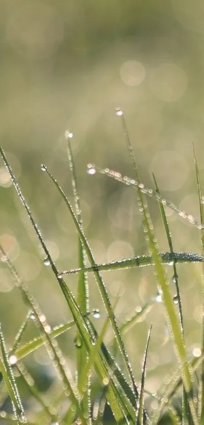 Close-up of dew-covered grass in the morning light.