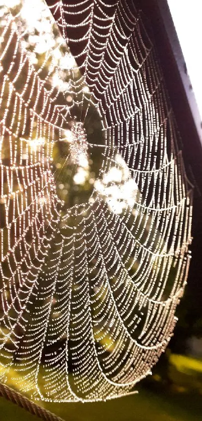 Spider web glistening with morning dew in sunlight, creating a nature-inspired mobile wallpaper.