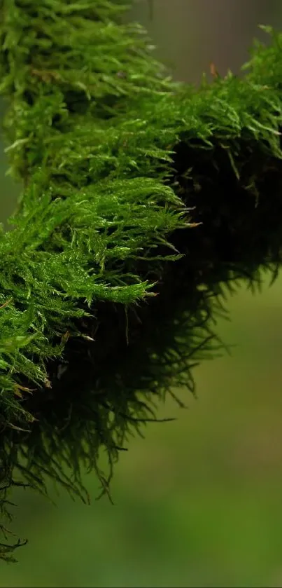 Moss-covered branch with white mushroom in forest background.