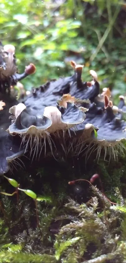 Mossy forest wallpaper with wild mushrooms.