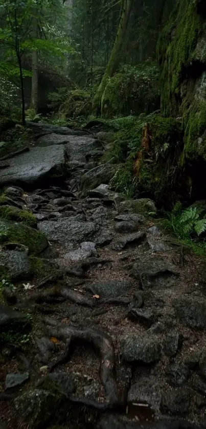 A moss-covered forest path with lush greenery and serene surroundings.