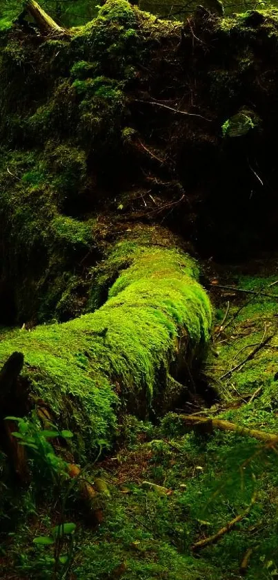 Mossy forest path with lush green scenery