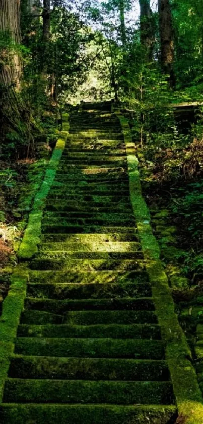 Moss-covered stone path in tranquil forest setting.