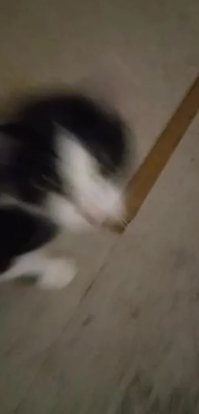 Blurred motion image of a black and white cat.