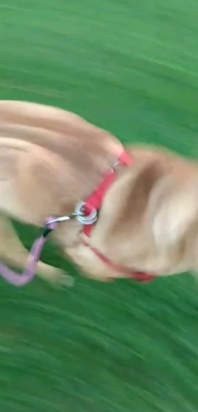 Motion blur of a dog running on green grass.