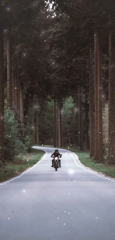 Motorcyclist travels down a forest road lined with tall trees.