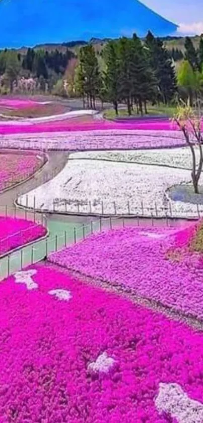 Mount Fuji with vibrant pink fields blooming in the foreground.