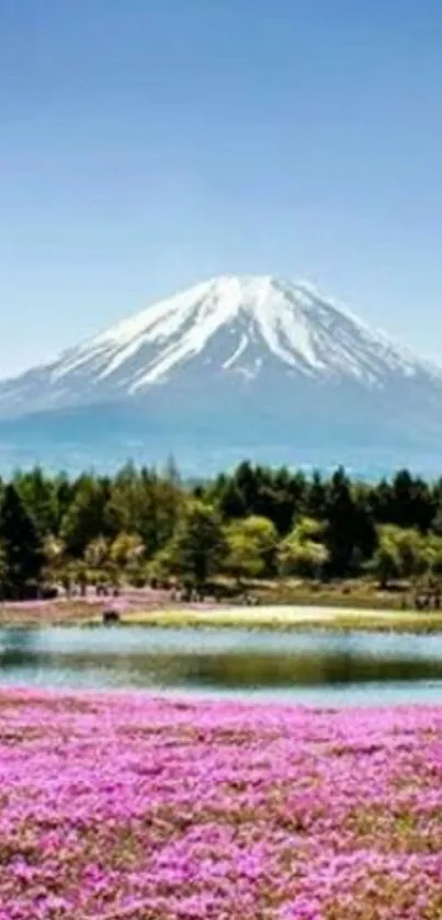 Mount Fuji with pink floral field and clear blue sky.