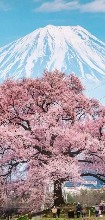 Mount Fuji and cherry blossoms under a clear blue sky.