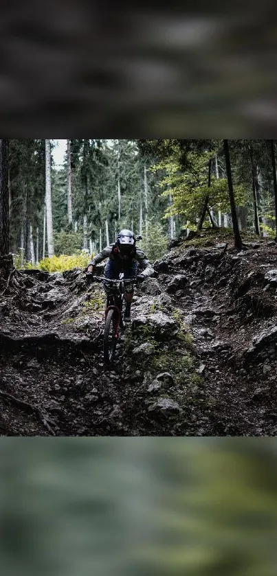 Mountain biker navigating rocky forest trail, surrounded by tall trees.