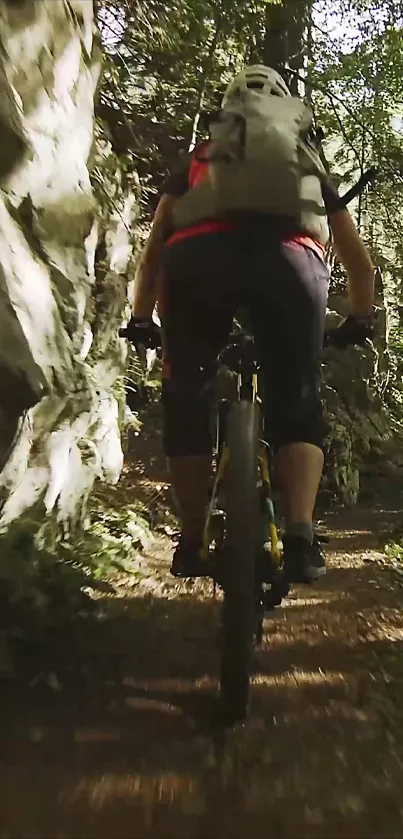 Mountain biker on forest path, scenic view.