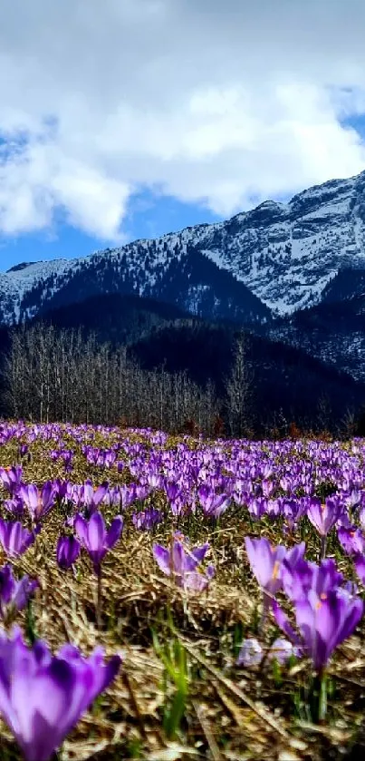 Purple flowers bloom before snowy mountains under blue sky.