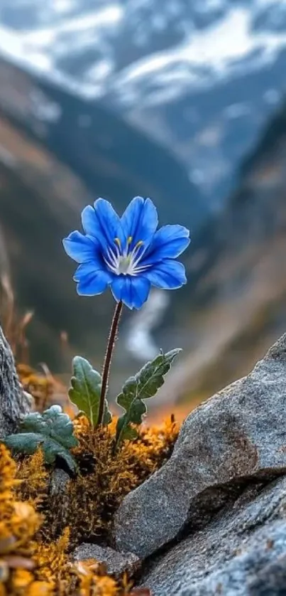 Blue flower amidst rocky mountain scenery.