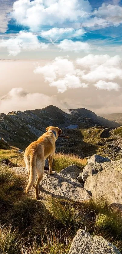 Dog on a mountain overlooking a scenic view with cloudy sky backdrop.