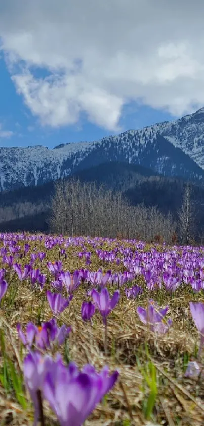 Purple crocuses bloom in a mountain field.