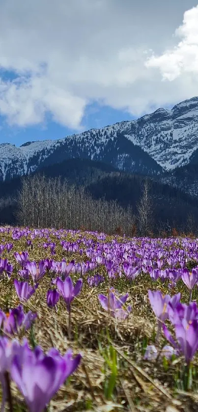 Purple flower field with snowy mountains in the background.