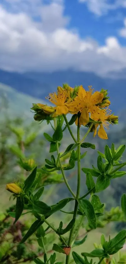 Yellow flowers with mountains and blue sky background.