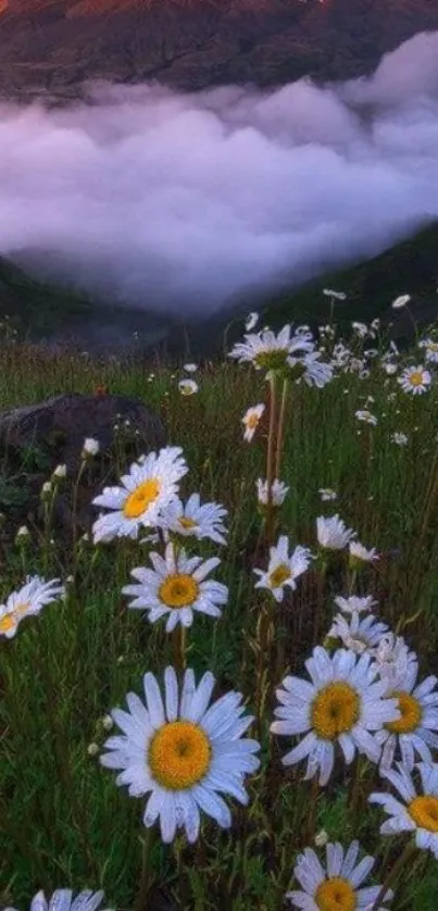 Mountain and daisy field at sunrise, shrouded in mist.