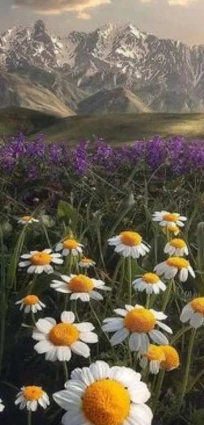 Daisy field against mountain backdrop with purple flowers.