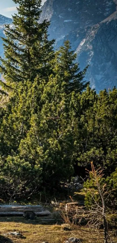 Lush green forest with majestic mountains in the background on a sunny day.