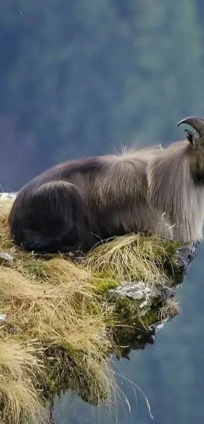 Mountain goat resting on cliff edge, scenic view.