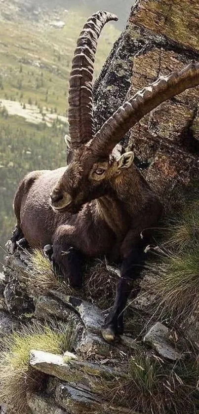 Mountain goat perched on rocky cliffside.