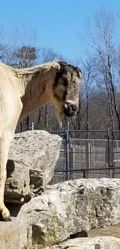 Mountain goat standing on rocks against a blue sky.