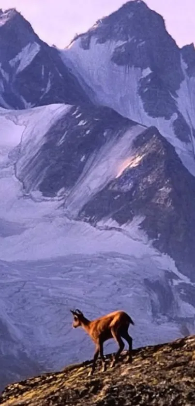 Mountain goat standing on rocky terrain with snowy peaks in the background.