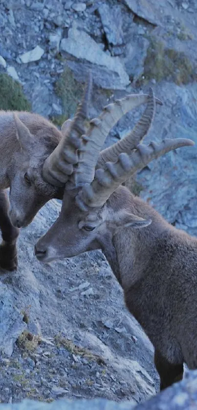 Two mountain goats on a rocky slope.