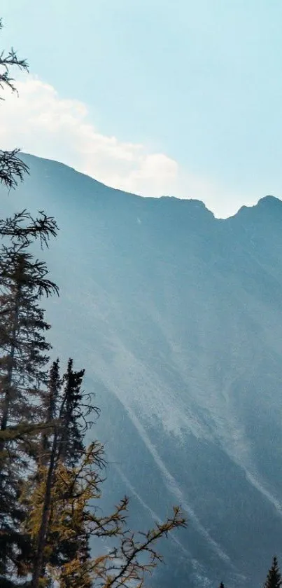 Stunning mountain landscape with pine forest and clear sky.