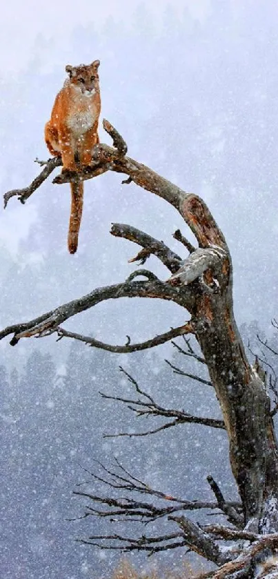 Mountain lion perched on a snow-covered tree amid a serene winter landscape.