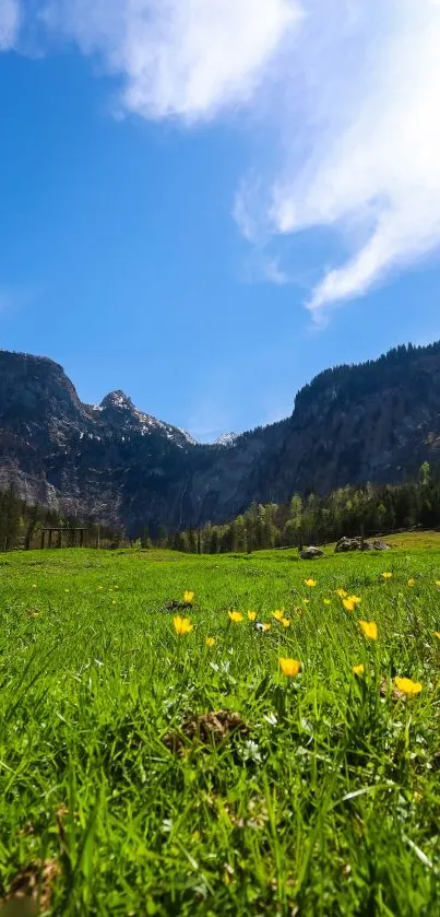 Mountain meadow with blue sky and yellow flowers, perfect for nature lovers.