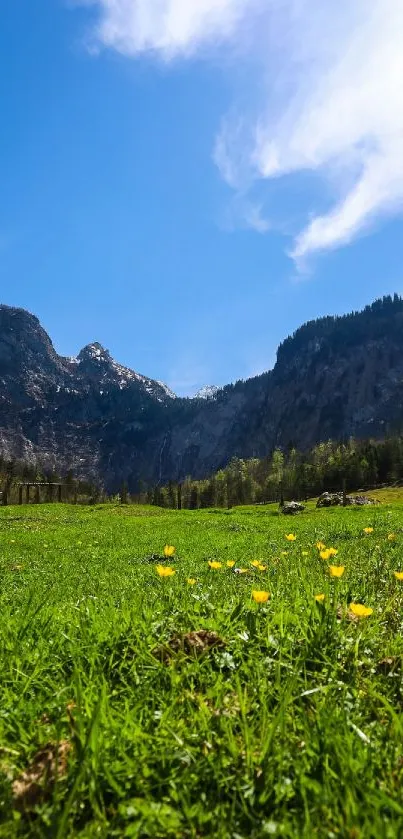 Green field with yellow flowers under a blue sky and mountain.