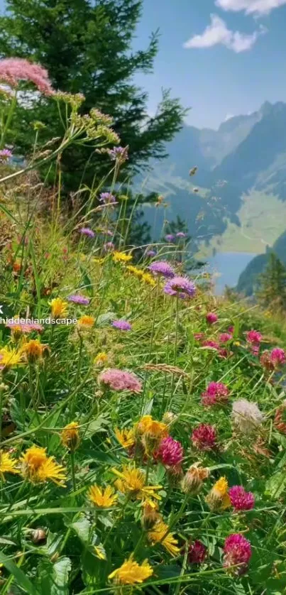 Colorful wildflower meadow in mountains with clear blue sky.