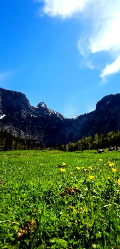 Mountain meadow with blue sky and vibrant grass on a sunny day.