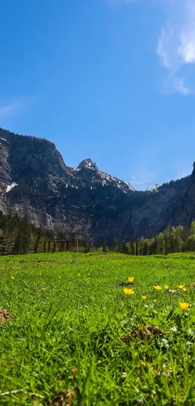 Mountain meadow with blue sky background, perfect for mobile wallpaper.