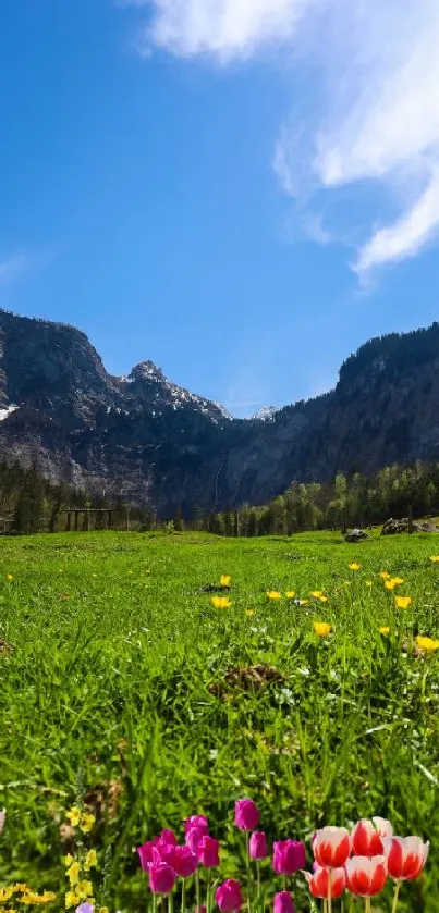 Mountain meadow with colorful spring flowers under a bright blue sky.