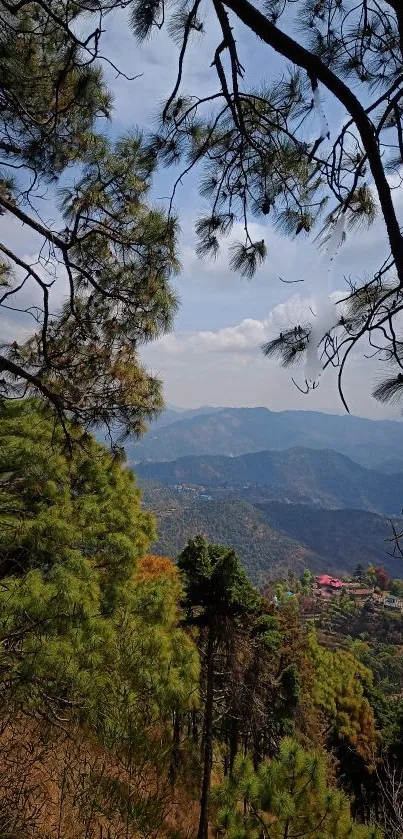 Mountain landscape with pine trees and distant view.